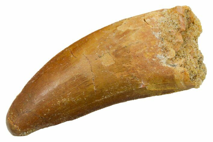 Serrated, Carcharodontosaurus Tooth - Feeding Worn Tip #351619